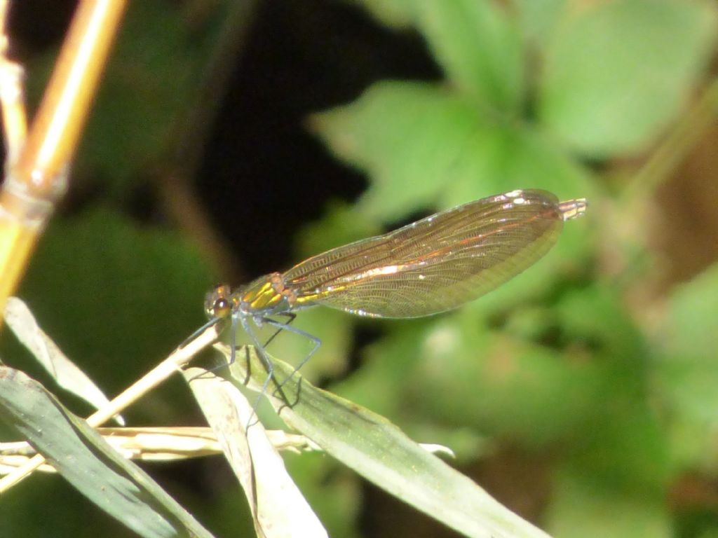 Calopteryx splendens o virgo?